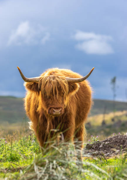 istock Single Highland Cow with Horns 1218777023