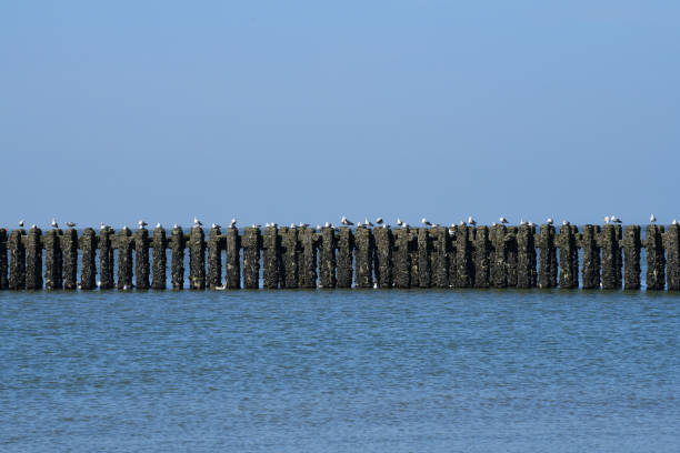 In lenght view of a row of the typical wooden breakwaters on the sandy beach of the city of Westkapelle in the Netherlands; each and every pole occupied by a seagull; background