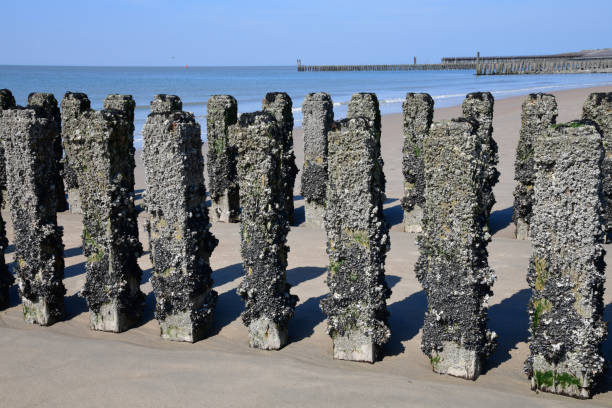 Two parallel rows of the typical wooden breakwaters covered with mussels and shells on the sandy beach of the city of Westkapelle in the Netherlands ending in the sea with clear blue sky