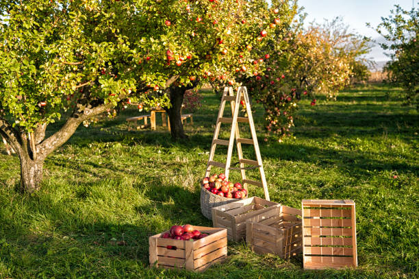 gartenarbeit und ernte. herbst apfelkulturen ernte im garten. apfelbaum mit früchten auf ästen und leiter für die ernte. apple-ernte-konzept. apfelgarten natur hintergrund sonniger herbsttag - apfelbaum stock-fotos und bilder