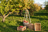 Gardening and harvesting. Fall apple crops harvesting in garden. Apple tree with fruits on branches and ladder for harvesting. Apple harvest concept. Apple garden nature background sunny autumn day