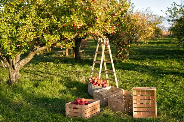 Gardening and harvesting. Fall apple crops harvesting in garden. Apple tree with fruits on branches and ladder for harvesting. Apple harvest concept. Apple garden nature background sunny autumn day.