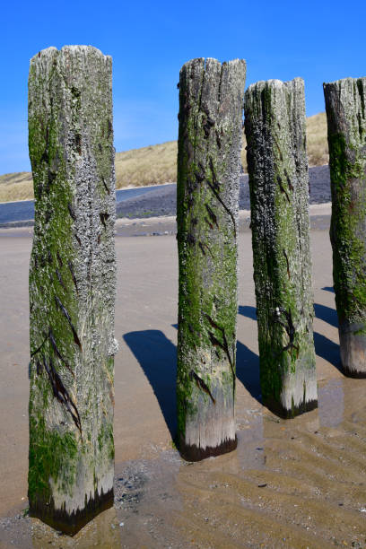 Close up a a number of typical wooden breakwater poles on the sandy beach of the city of Westkapelle in the Netherlands with clear blue sky