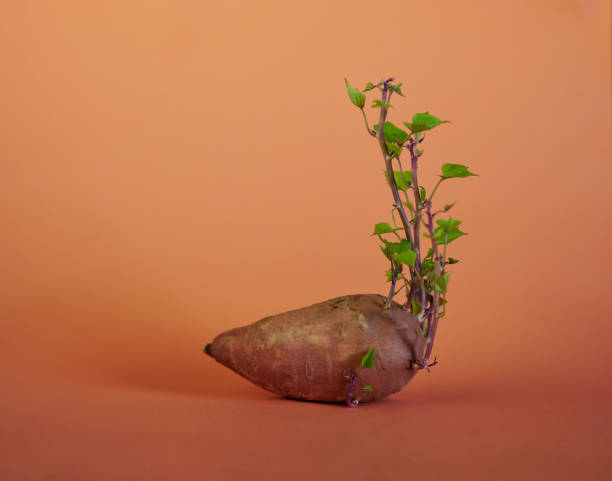 Studio shot of a sweet potato sprouting against a orange background