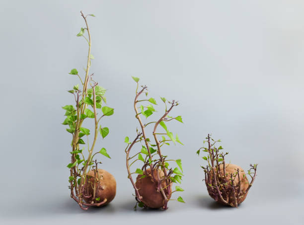 Studio shot of sweet potatoes sprouting against a grey background