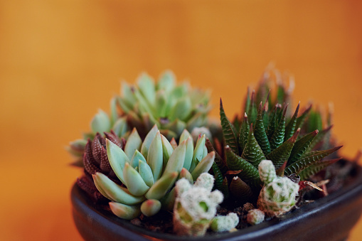 Group of succulent and cactus arrangement decor element clay pot on top of a log close up