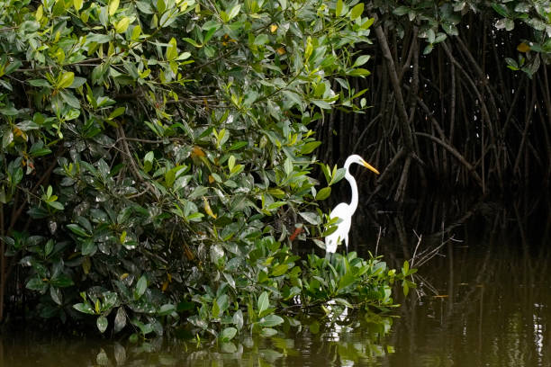 Heron in Colombian mangrove swamp
