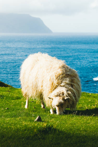 istock Summertime on Faroe Islands 1218779279