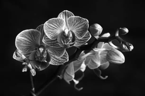 Photo of Black and white Phaleanopsis on dark background. Black and white image of orchid flower