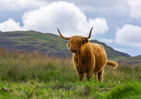 Scottish Long Haired Cows