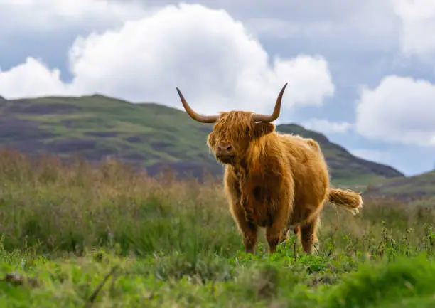Highland Cow with red hair and horns standing in a field in Scotland with hills in the background.