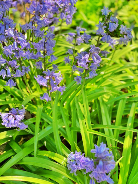 istock Wood hyacinths blooming in springtime 1218780964