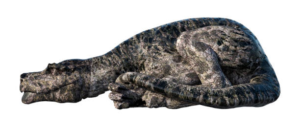 istock 3D illustration dinosaur Tyrannosaurus on white 1218781405