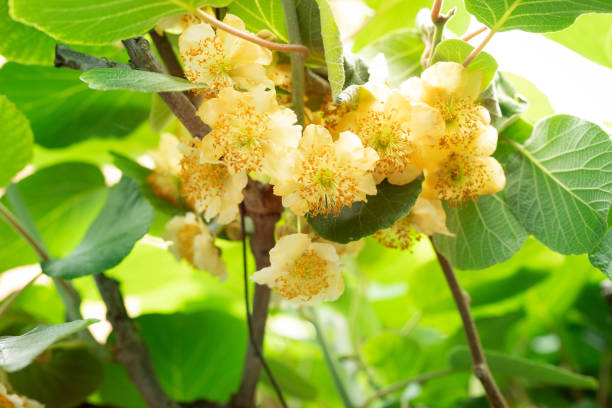 istock Female flowers kiwi 1218781832