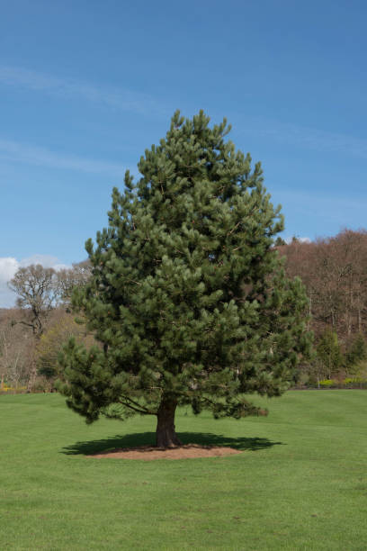 緑の葉と常緑の葉オーストリアの松や黒松の木のコーン (ピヌスニグラ) 農村デボンの庭で育つ, イギリス, イギリス - brown pine cone seed plant ストックフォトと画像