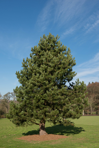 Pinus nigra is an Evergreen Coniferous Tree and Native of South East Europe