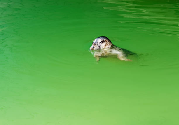 Young ringed seal enjoying swimming in zoo pool.