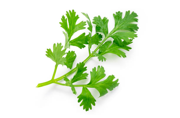 top view ( flat lay ) isolated of  fresh coriander leaves on white background. clipping path photo. - coriander seed fotos imagens e fotografias de stock