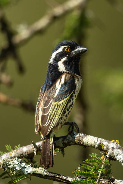 istock Spot-flanked barbet perches on branch eyeing camera 1218784122