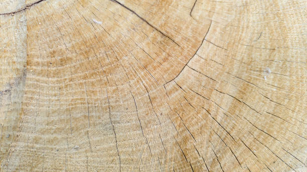 textura de madeira de carvalho cortada, fibra de madeira, fundo natural, close-up - wood cracked single line striped - fotografias e filmes do acervo