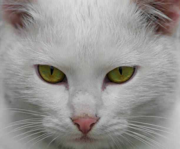 istock white fur cat with green eyes close-up 1218784164