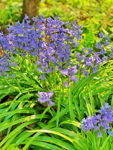 istock Wood hyacinths blooming in springtime 1218784204