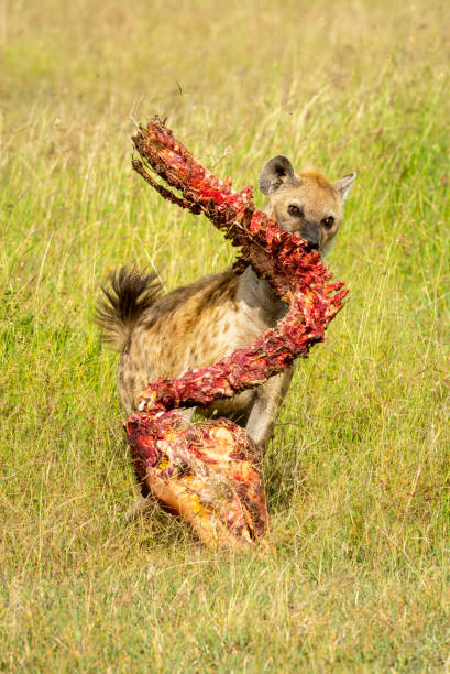 istock Spotted hyena crosses grass with bloody carcase 1218784270