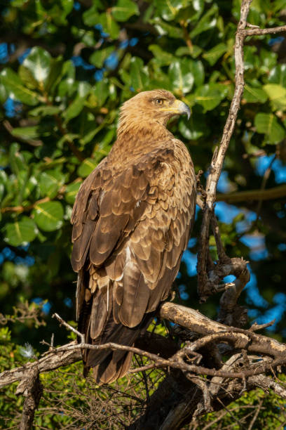 Steppe eagle facing right on sunlit branch Steppe eagle facing right on sunlit branch steppe eagle aquila nipalensis stock pictures, royalty-free photos & images