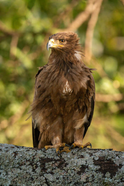 Steppe eagle perched on branch looking left Steppe eagle perched on branch looking left steppe eagle aquila nipalensis stock pictures, royalty-free photos & images