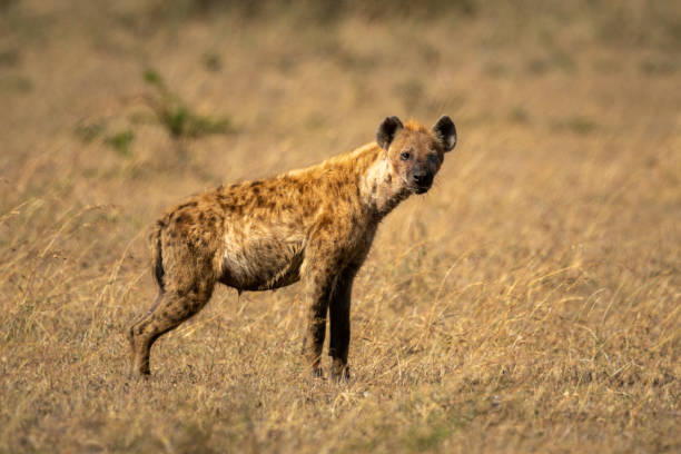 Spotted hyena stands in savannah eyeing camera Spotted hyena stands in savannah eyeing camera spotted hyena photos stock pictures, royalty-free photos & images