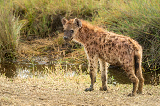 istock Spotted hyena stands by river eyeing camera 1218784408