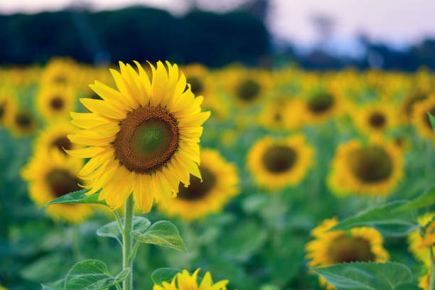 istock Sunflower field landscape 1218785711