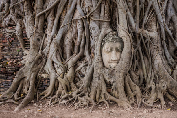 Roots of the Buddha Head of Buddha statue in the roots at Wat Mahathat, Ayutthaya, Thailand. ayuthaya photos stock pictures, royalty-free photos & images