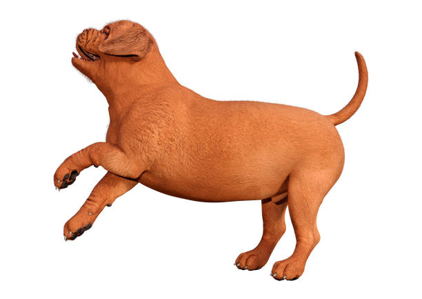 Olde English Bulldogge