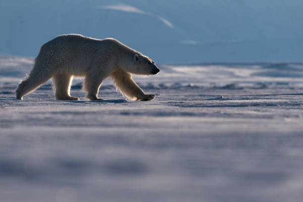 istock Big Polar walks with a backlight background, Svalbard 1218789130