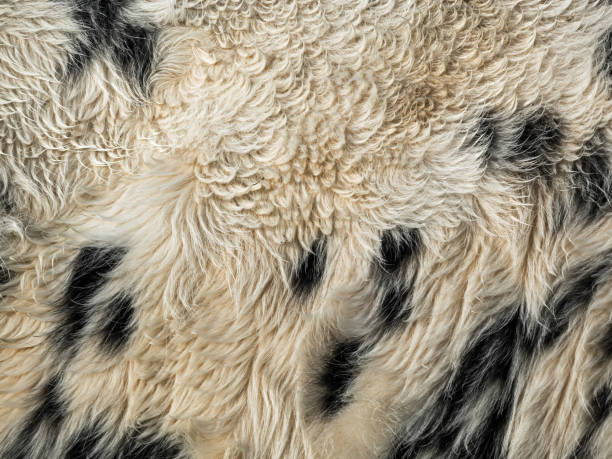 cowhide to use as background cowhide to use as background. leather white hide textured stock pictures, royalty-free photos & images