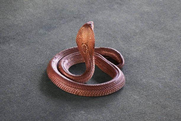 istock Cobra lies on a carpet curled into a ball 1218789559