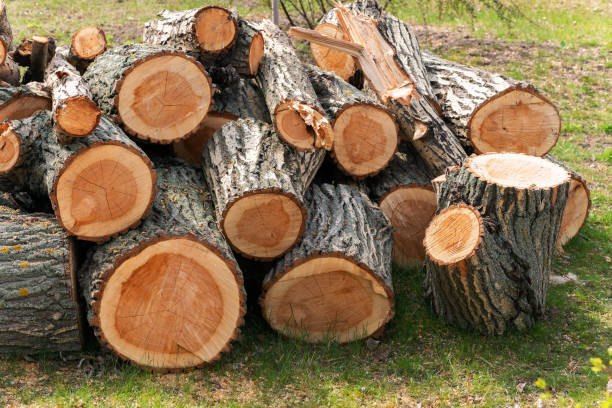 istock Background from cut down trees. Deforestation, the problem of lack of oxygen. Global warming. Lungs of the planet 1218789705