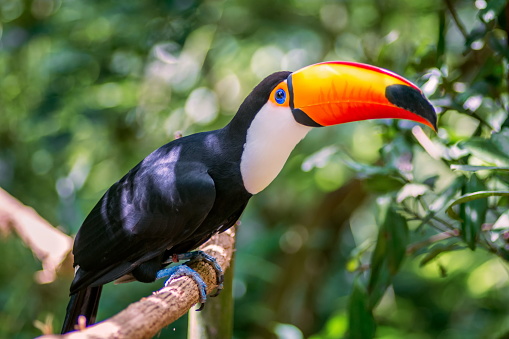 Toco Toucan bird isolated on a branch in the tropical rain forest