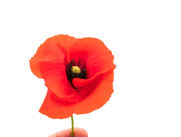 istock Wild red poppy on a white background. 1218789896