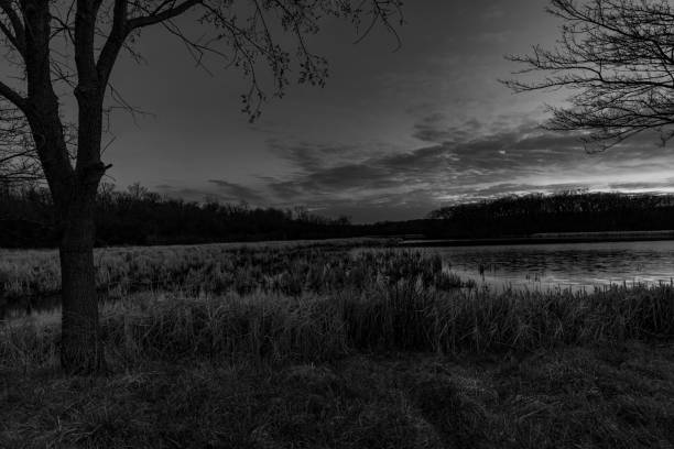 istock Orland Grove Forest Preserve at Dusk - Monochrome 1218790872