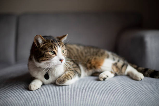 Tabby cat lying down on a sofa stock photo