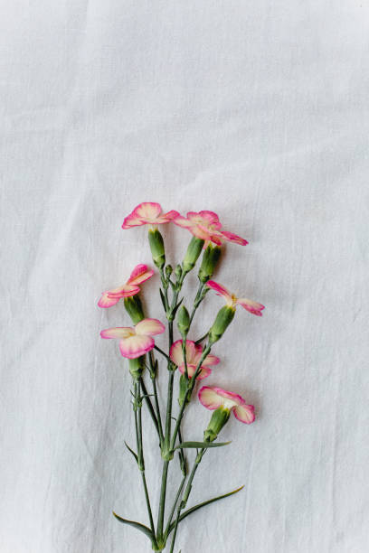 istock cute little pink flowers 1218791264