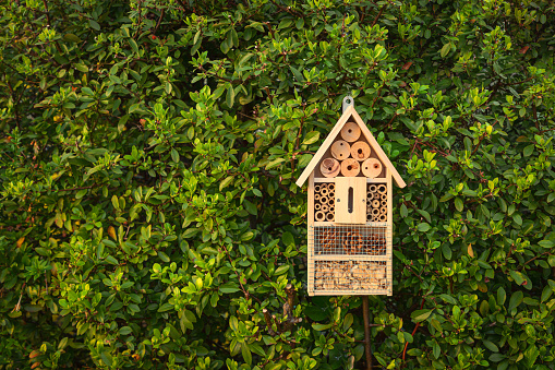 Insect hotel in a green hedge gives protection and a nesting aid to bees and other insects