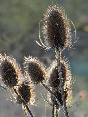 The spiny dead seed-heads of a Teasel (Dipsacus fullonum) backlit in winter