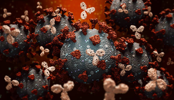 Monoclonal antibodies or immunoglobulin fighting against a group of coronavirus or covid cells 3D rendering illustration. Immunity, immune system, immunotherapy, biomedical, biology, medicine concepts. Accurate scientific render and artist vision. Monoclonal antibodies or immunoglobulin fighting against a group of coronavirus or covid cells 3D rendering illustration. Immunity, immune system, immunotherapy, biomedical, biology, medicine concepts. Accurate scientific render and artist vision. viral antigen stock pictures, royalty-free photos & images