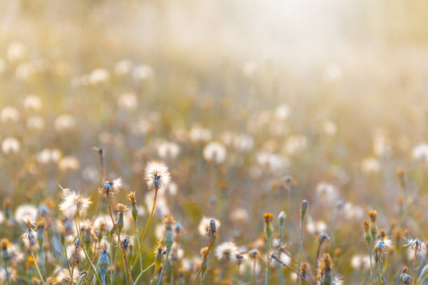 Background from defocused fluffy dandelions glow on meadow. Soft focus