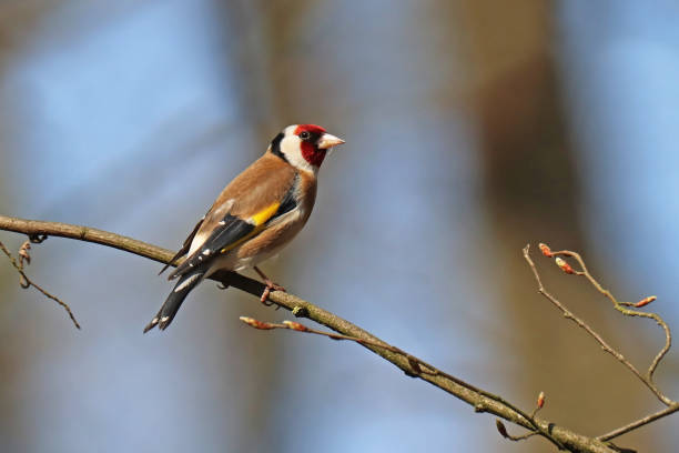 istock Elegant Goldfinch (Carduelis carduelis). 1218795047