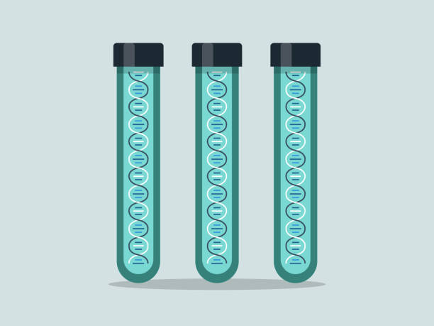 Illustration of laboratory test tubes containing DNA samples Modern flat vector illustration appropriate for a variety of uses including articles and blog posts. Vector artwork is easy to colorize, manipulate, and scales to any size. human genome code stock illustrations