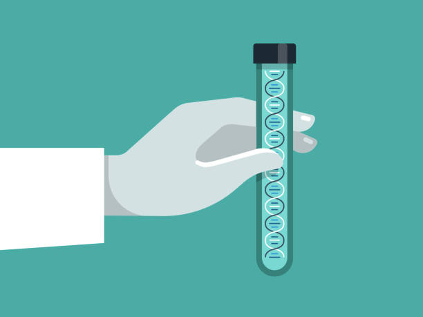 Illustration of scientist holding test tube containing DNA sample Modern flat vector illustration appropriate for a variety of uses including articles and blog posts. Vector artwork is easy to colorize, manipulate, and scales to any size. human genome code stock illustrations